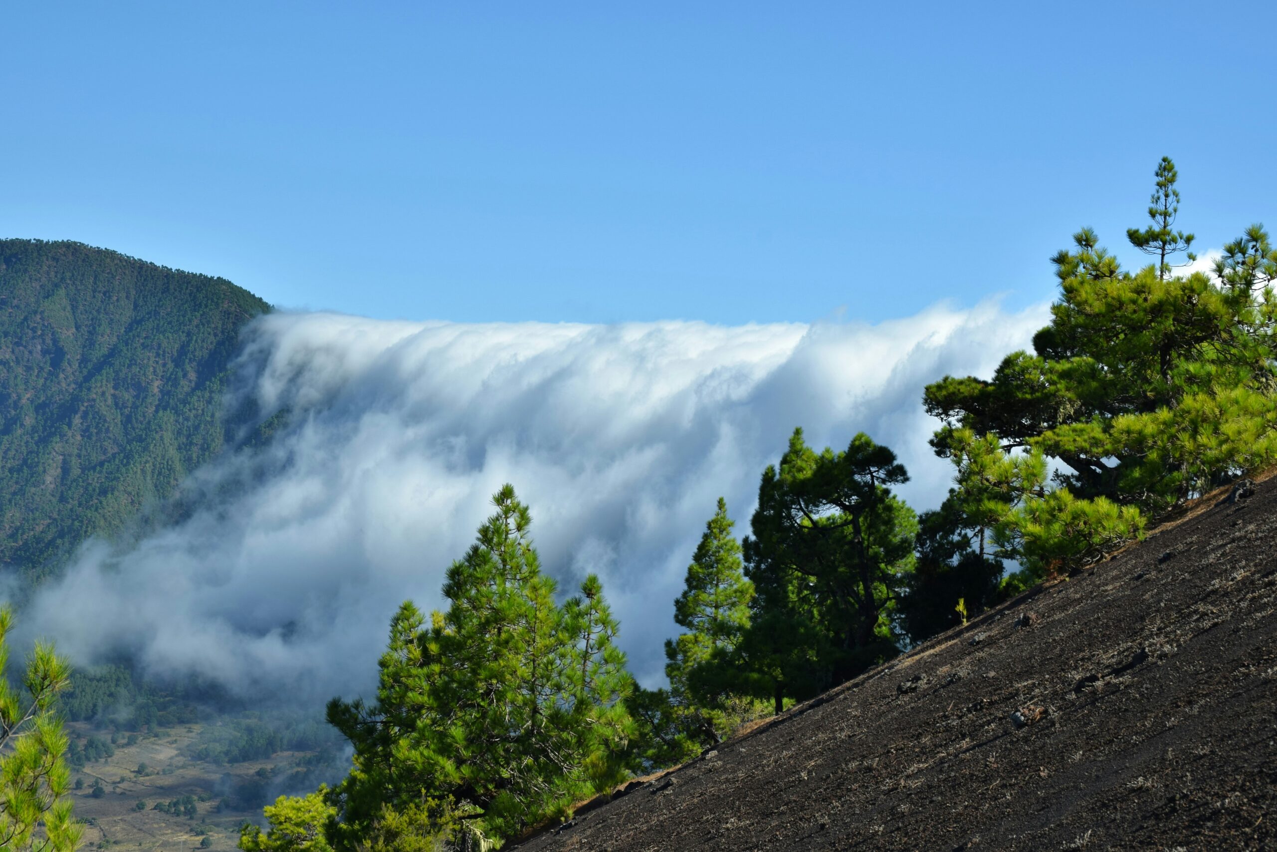 la palma 