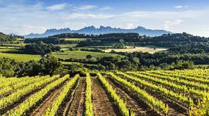 El Penedès: viajar despacio entre viñedos, paisaje y cultura local